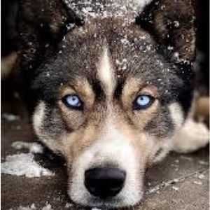 BLUE eyes BLUE collar and the K9s name is BLUE AXI (axi means worthy).